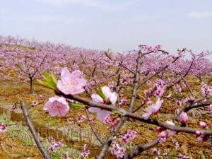 北京平谷桃花節開幕在即