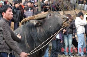 貴州凱里地區苗族同胞斗牛慶春節