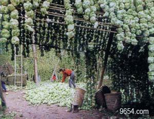 重慶特產涪陵榨菜