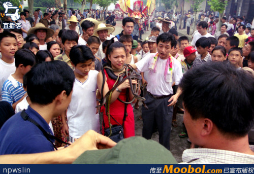 閩江樟湖崇蛇節(jié) 美女全身纏蛇祈五谷豐登(圖)