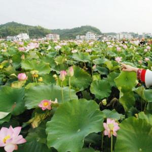 畬鄉蓮花映紅鄉村旅游