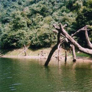 黎平地區城邊的原始森林——石龍山景區