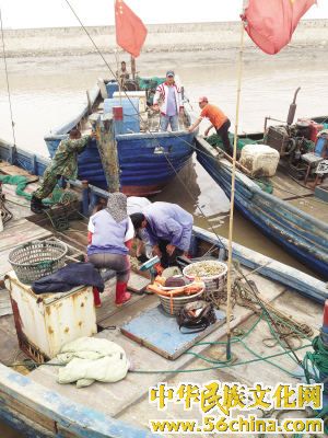 休漁期無照船偷著出海：這邊忙修船那邊急賣魚